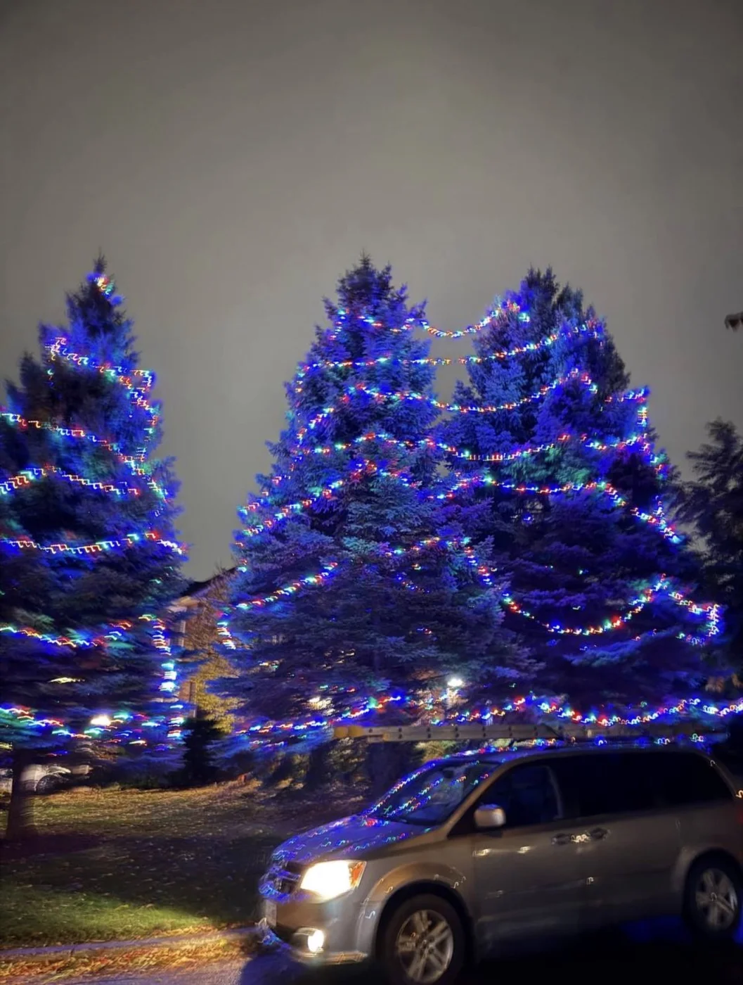 Trees decorated with seasonal lights